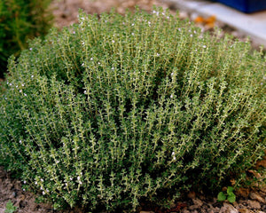 1000 Common Thyme Edible Herb - Seed World