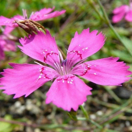 1000 Dianthus - Deltoides - Maiden Pink Seeds - Seed World