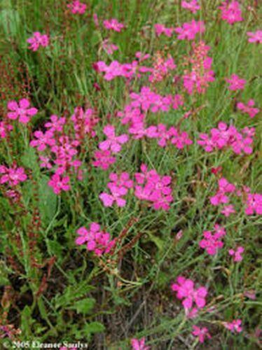 1000 Dianthus - Deltoides - Maiden Pink Seeds - Seed World