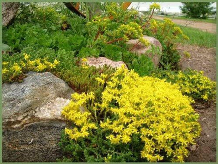 1000 Golden Carpet Sedum Acre Seeds - Seed World