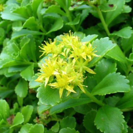 1000 Golden Carpet Sedum Acre Seeds - Seed World
