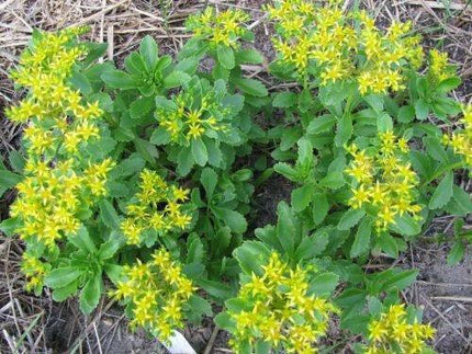 1000 Golden Carpet Sedum Acre Seeds - Seed World