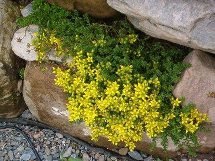 1000 Golden Carpet Sedum Acre Seeds - Seed World