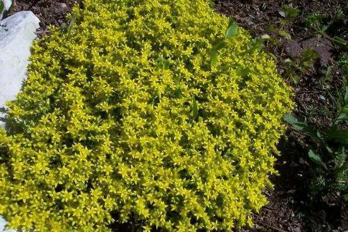 1000 Golden Carpet Sedum Acre Seeds - Seed World