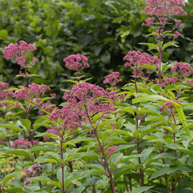 1000 Joe Pyeweed Eupatorium Seeds - Seed World