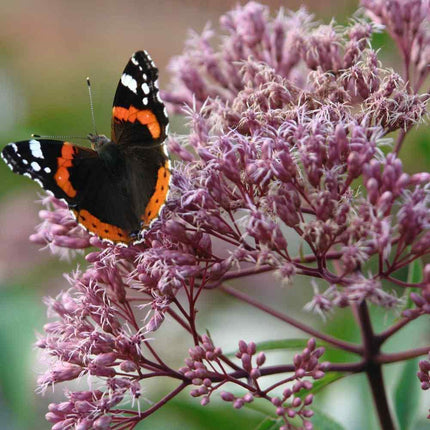 1000 Joe Pyeweed Eupatorium Seeds - Seed World