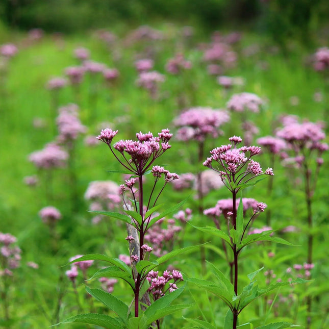 1000 Joe Pyeweed Eupatorium Seeds - Seed World