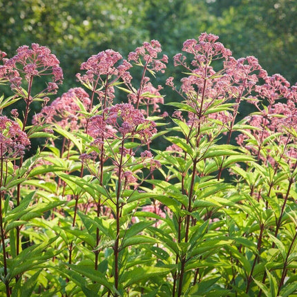 1000 Joe Pyeweed Eupatorium Seeds - Seed World