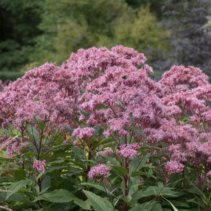 1000 Joe Pyeweed Eupatorium Seeds - Seed World