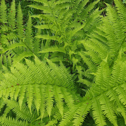 1000 Lady Fern - Athyrium Angustum Spores Seeds - Seed World