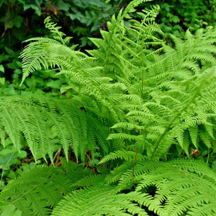 1000 Lady Fern - Athyrium Angustum Spores Seeds - Seed World