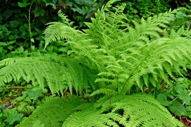 1000 Lady Fern (Athyrium Angustum) Spores Seeds - Seed World