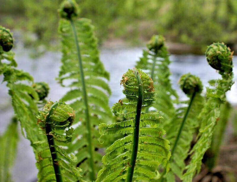 1000 Lady Fern (Athyrium Angustum) Spores Seeds - Seed World