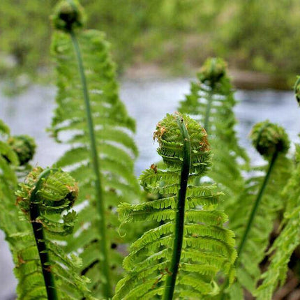 1000 Lady Fern - Athyrium Angustum Spores Seeds - Seed World
