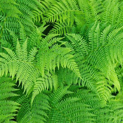 1000 Lady Fern - Athyrium Angustum Spores Seeds - Seed World