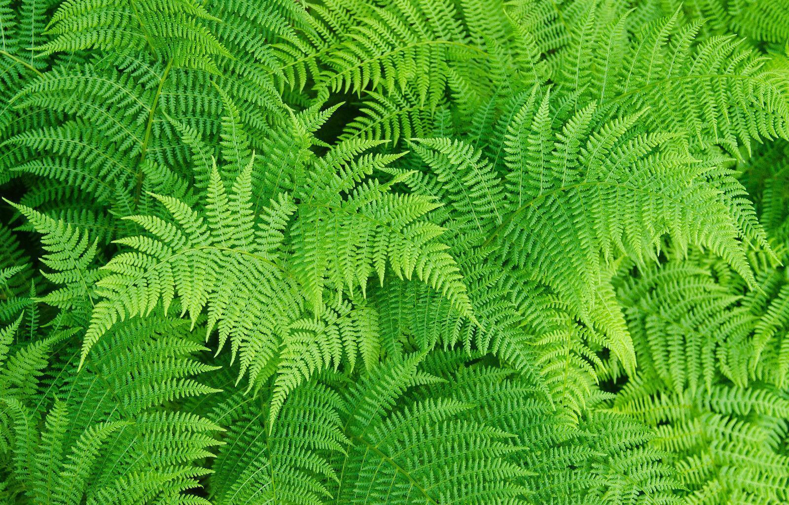 1000 Lady Fern - Athyrium Angustum Spores Seeds - Seed World