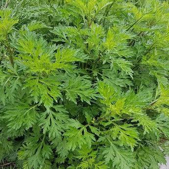 1000 Mugwort Seeds - Seed World