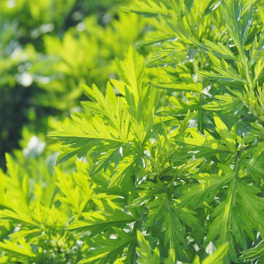 1000 Mugwort Seeds - Seed World