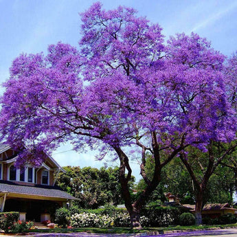 1000 Paulownia Elongata Empress Tree Seeds - Seed World