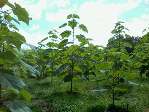 1000 Paulownia Elongata Empress Tree Seeds - Seed World