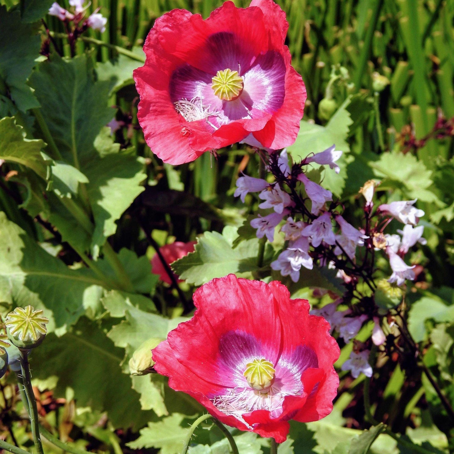 1000 Pepperbox Poppy Seeds - Seed World