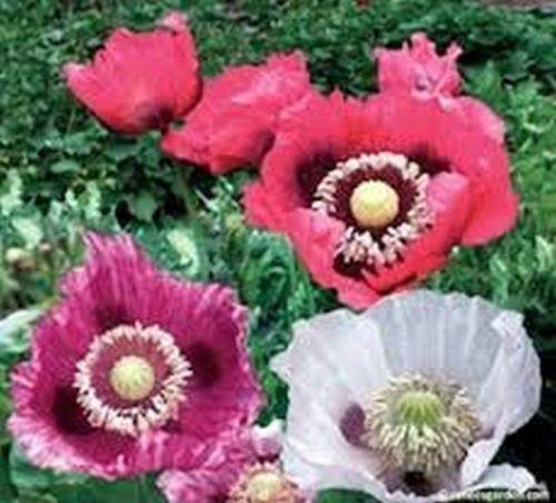 1000 Pepperbox Poppy Seeds - Seed World