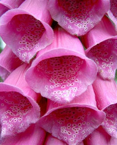 1000 Pink Foxglove Digitalis Purpurea Seeds - Seed World