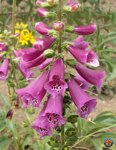 1000 Pink Foxglove Digitalis Purpurea Seeds - Seed World