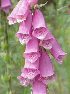 1000 Pink Foxglove Digitalis Purpurea Seeds - Seed World