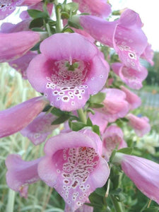 1000 Pink Foxglove Digitalis Purpurea Seeds - Seed World