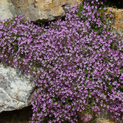 1,000 Pink Rock Soapwort Flower Seeds - Seed World