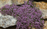 1,000 Pink Rock Soapwort Flower Seeds - Seed World