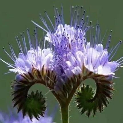 1000 Purple Tansy Seeds - Seed World