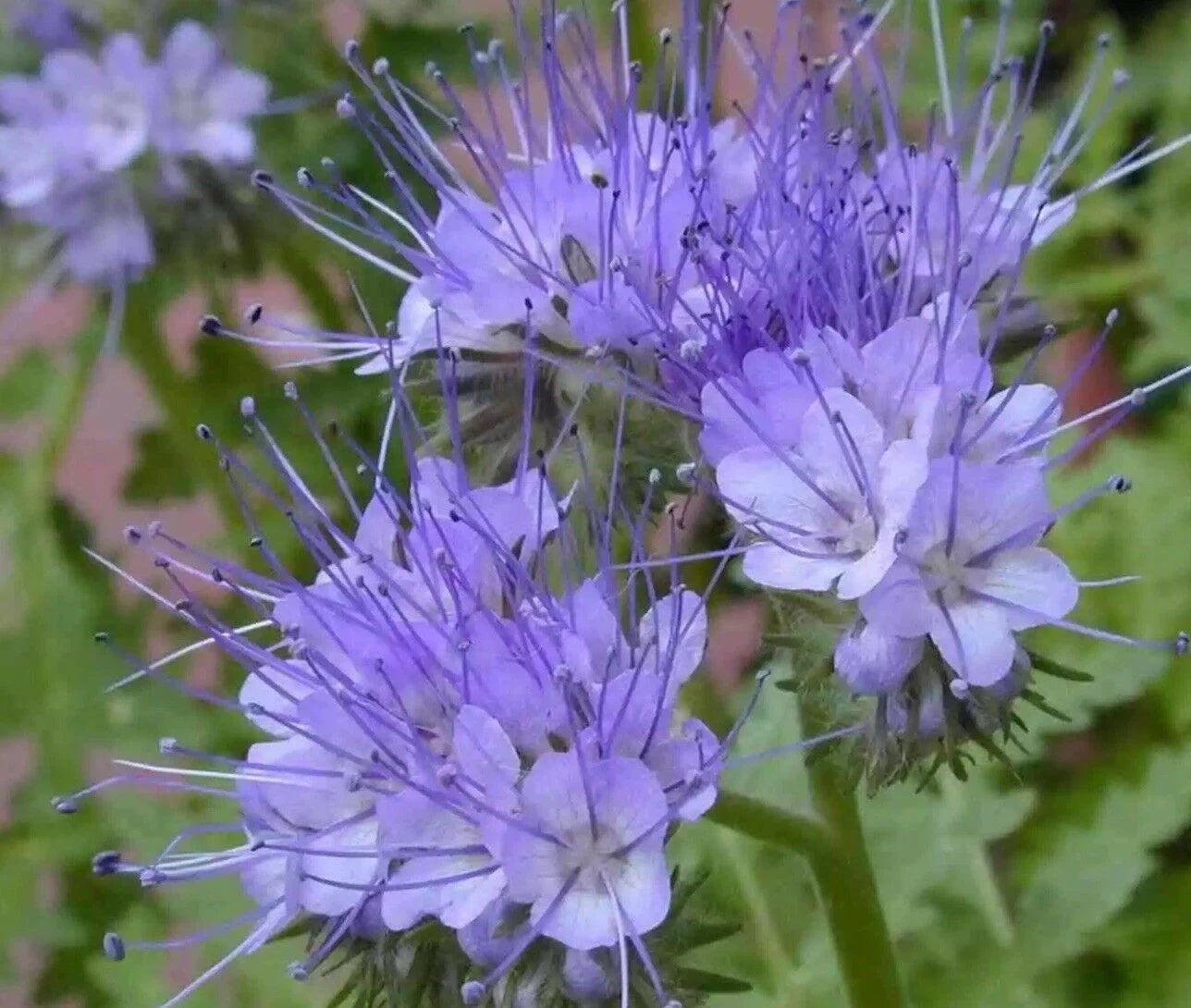 1000 Purple Tansy Seeds - Seed World