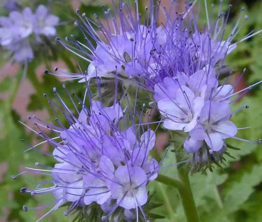 1000 Purple Tansy Seeds - Seed World