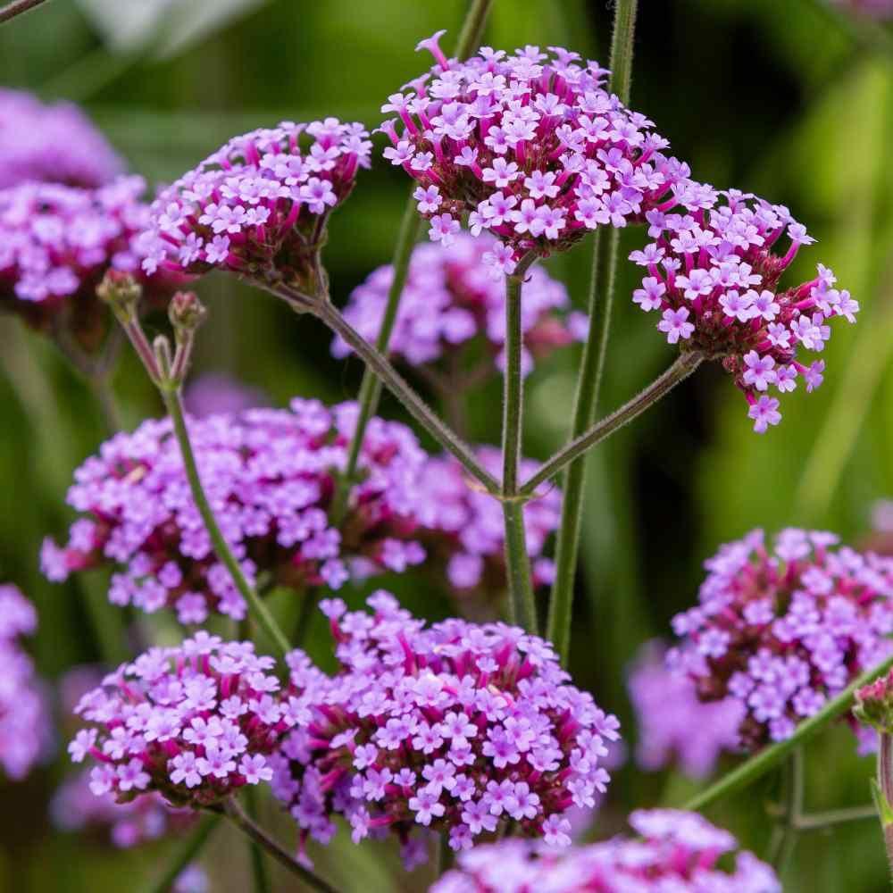 1000 Purpletop Vervain Seeds - Seed World