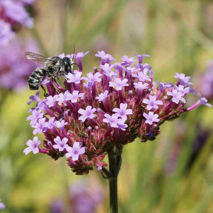 1000 Purpletop Vervain Seeds - Seed World