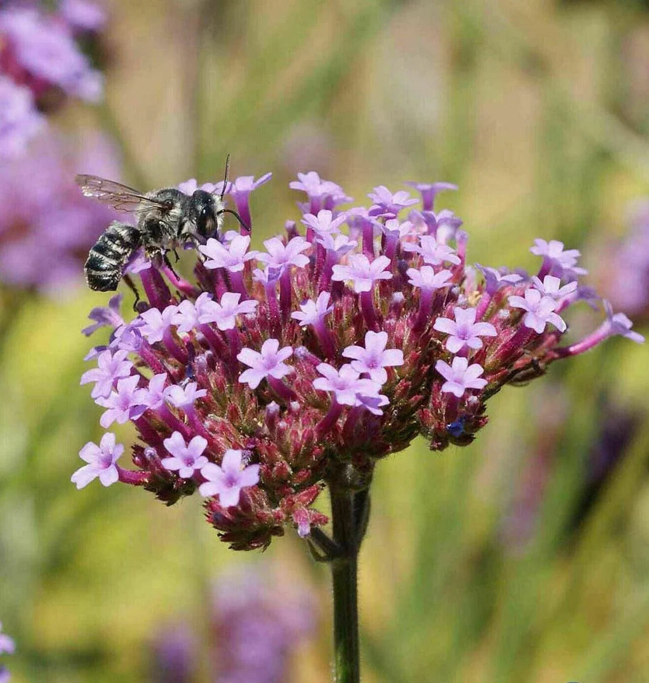 1000 Purpletop Vervain Seeds - Seed World