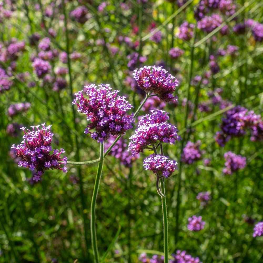 1000 Purpletop Vervain Seeds - Seed World
