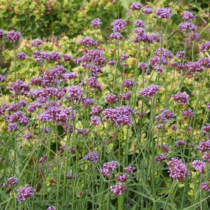 1000 Purpletop Vervain Seeds - Seed World