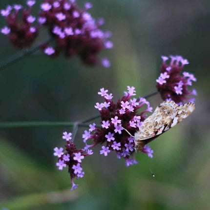 1000 Purpletop Vervain Seeds - Seed World