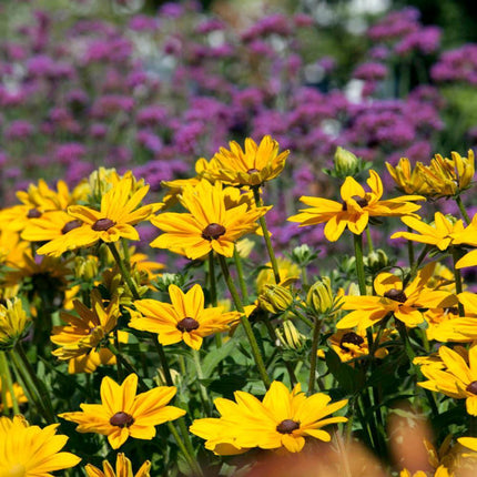 1,000 Rudbeckia Hirta Seeds - Marmalade - Seed World