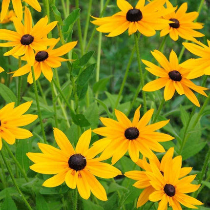 1,000 Rudbeckia Hirta Seeds - Marmalade - Seed World