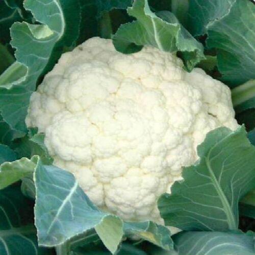 1000 Snowball Cauliflower Seeds - Seed World