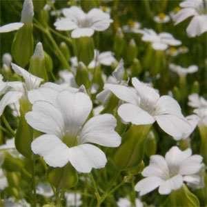1,000 Soapwort (Saponaria) White Seeds - Seed World