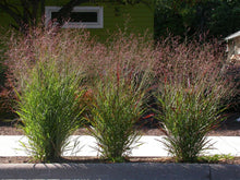 1000 Switchgrass Native Grass Seed - Seed World