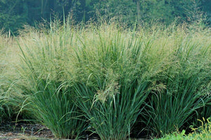 1000 Switchgrass Native Grass Seed - Seed World