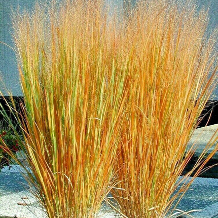 1000 Switchgrass Native Grass Seed - Seed World