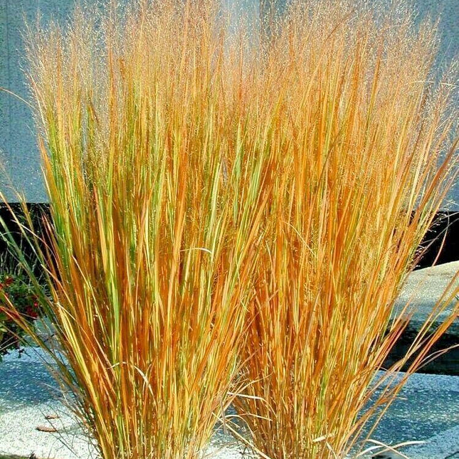 1000 Switchgrass Native Grass Seed - Seed World