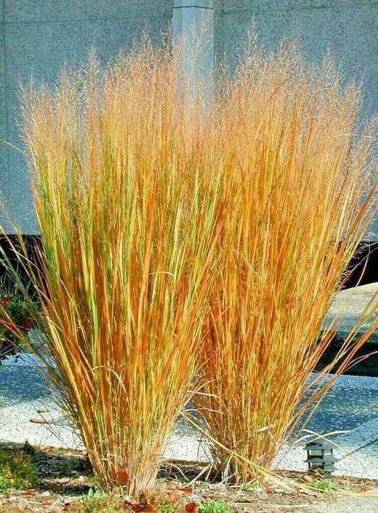 1000 Switchgrass Native Grass Seed - Seed World